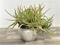 Large live Nubian Aloe plant in vintage lions head