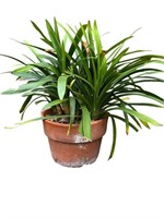 Clivia plant with planter