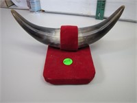 1978 Mexico Bull Horns 10&1/4" wide