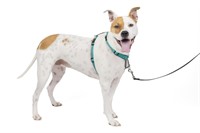 Petsafe 3 In 1 Dog Harness - No Pull Solution for