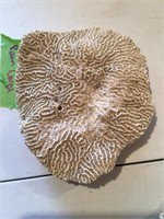 brain Coral