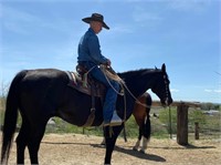 Big Black - 12 year old QH gelding