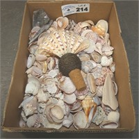 Box Lot of Sea Shells