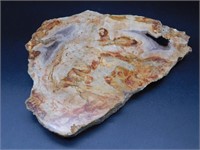 PETRIFIED WOOD SLAB ROCK STONE LAPIDARY SPECIMEN