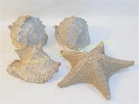 3 Large Conch Shells & Large Starfish