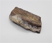 Agatized Dinosaur Bone from Colorado 150 MYO