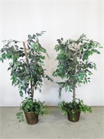 Pair of Silk Ficus Trees