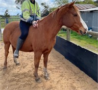 (VIC) DARBY - CHESTNUT GELDING