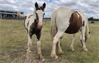 (NSW) PIPPIN - GYPSY COB X COLT