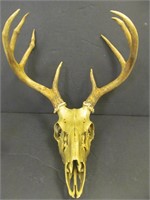 Skull w. antlers