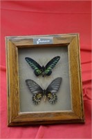 Framed Rajah's Bird & Gold Bird Butterflies