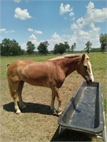 12yro Halflinger Mare