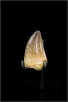 2.22” Prognathodon Mosasaur Reptile Tooth Fossil