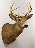 9-Point Whitetail Deer Shoulder Mount