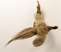 Flying Pheasant Full Body Wall Mount