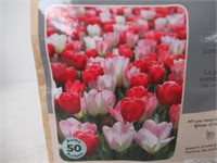 50-Pk Tasc Tulipa Fosteriana and Darwin Hybrid