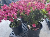 2 Lot of 1 ea  Rhododendron Bushes 1 Gal