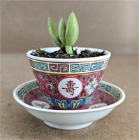 Asian Tea Cup w/ LIVE Succulent