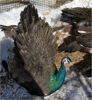 Male-India Blue Dark Pied Peacock-2023 hatch
