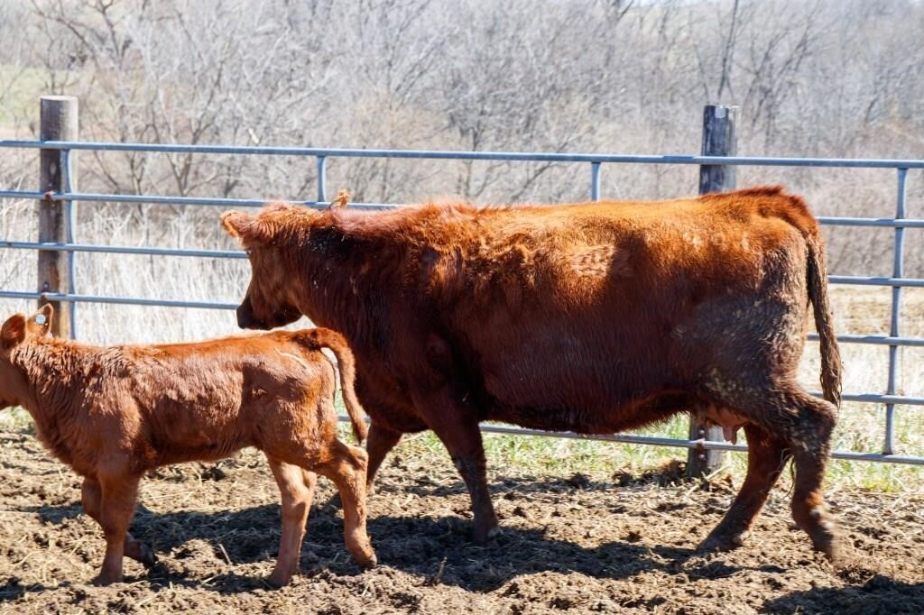 2nd Annual Lazy A Cattle  COW CALF PAIR AUCTION