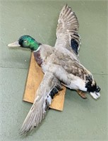 Nice Duck in Flight Mount