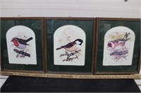 Vintage Framed Bird Prints