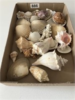 Collection of misc. sea shells