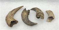 Buffalo Horn Caps Found On Yellowstone River