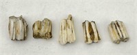 Buffalo Teeth Found Along Yellowstone River