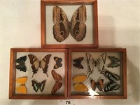 Set of 3 Butterfly & Moth displays (c