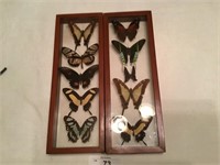Set of 2 Butterfly displays