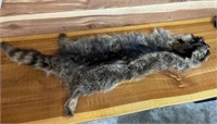 RACCOON PELT