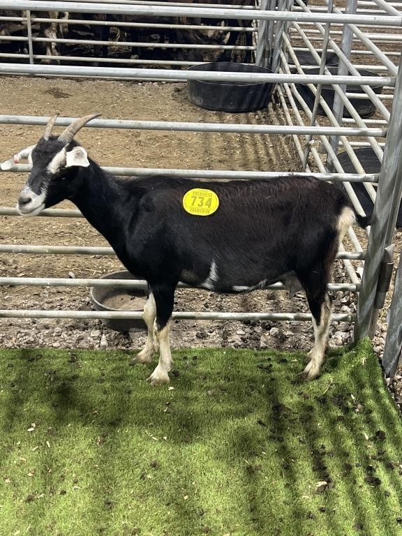 HILLTOP ACRES GOAT & SHEEP AUCTION MAY 18 2024