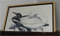 Framed print of Gannets 17” x 24”