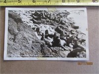 Postcard Picture Sea Lions Caves Oregon 1940s