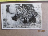 Postcard Picture Bear & Cubs Crater Lake OR 1940s
