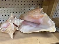 2 CONCH SHELLS