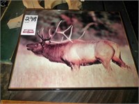 20" x 16" Elk picture