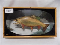 Taxidermy Trout