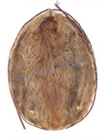 Montana Tanned Beaver Hide on Willow Branch Hoop