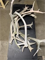 Lot of caribou antlers