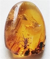 145-66 Million Year old insect trapped in amber