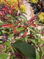Red Tip Evergreen