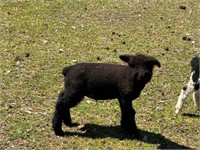 Micro mini Perfect Confirmation Babydoll Lamb