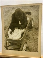 14x17 Baby chimp in wagon Carl H. "Pop" Haussmann