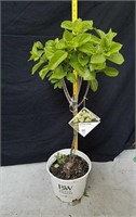 43-in little lime hydrangea shrub