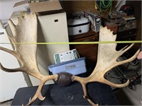 62 inch moose antlers