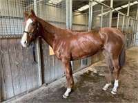 (VIC) CARGERIE MISS - THOROUGHBRED FILLY