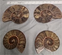 Ammonite Fossil Halves