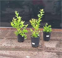 3 Bluecrop Blueberry Plants